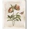 Antiquarian Blooms by Katie Pertiet 12" x 15" Canvas Wall Art (Set of 2)